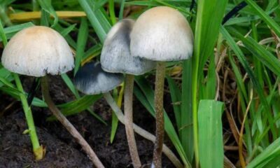Exploring the Enigmatic World of Blue Meanie Mushrooms